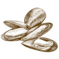 Engraving illustration of mussel