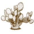 Engraving illustration of opuntia cactus