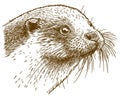 Engraving illustration of otter head
