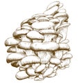 Engraving illustration of oyster mushroom