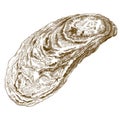 Engraving illustration of oyster shell