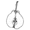 Engraving illustration of a pear