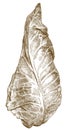 Engraving illustration of pointed cabbage Royalty Free Stock Photo