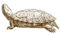 Engraving illustration of pond slider turtle Royalty Free Stock Photo