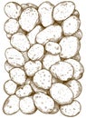 Engraving Illustration Of Potatoes Pattern