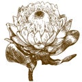 Engraving illustration of Protea White Pride Royalty Free Stock Photo