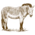 Engraving illustration of Przewalski horse