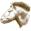 Engraving illustration of Przewalskis horse head