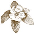 Engraving illustration of quince flower Royalty Free Stock Photo