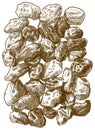 Engraving illustration of raisins