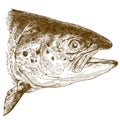 Engraving illustration of salmon head Royalty Free Stock Photo