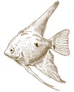 Engraving illustration of scalare angelfish