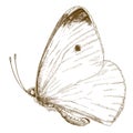 Engraving illustration of small cabbage white butterfly Royalty Free Stock Photo