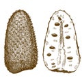 Engraving illustration of soursop