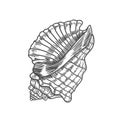 Engraving illustration of spiral seashell