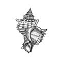 Engraving illustration of spiral seashell