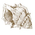 Engraving illustration of spiral seashell