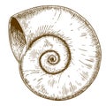 Engraving illustration of spirall shell Royalty Free Stock Photo