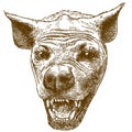 Engraving illustration of spotted hyena head