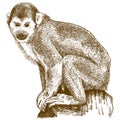 Engraving Illustration Of Squirrel Monkey