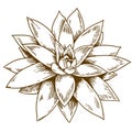 Engraving illustration of succulent echeveria