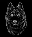Engraving illustration of a Syberian Husky dog on a black background
