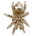 Engraving illustration of tarantula Royalty Free Stock Photo