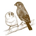 Engraving illustration of two japanese finches