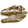 Engraving illustration of tyrannosaurus skull