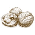 Engraving illustration of walnut Royalty Free Stock Photo