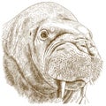 Engraving illustration of walrus head Royalty Free Stock Photo