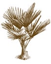 Engraving illustration of washingtonia palm Royalty Free Stock Photo