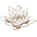 Engraving illustration of water lily flower Royalty Free Stock Photo