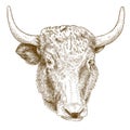 Engraving illustration of yak head Royalty Free Stock Photo