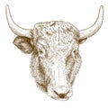 Engraving illustration of yak head