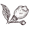 Engraving lemon on branch with leaves. Hand drawn whole lemon or lime growing on twig