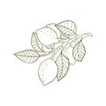 Engraving lemon on branch with leaves. Hand drawn whole lemon or lime growing on twig. Vintage design citrus fruit in