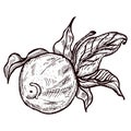 Engraving lemon on branch with leaves. Hand drawn whole lemon or lime growing on twig