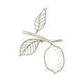 Engraving lemon on branch with leaves. Hand drawn whole lemon or lime growing on twig. Vintage design citrus fruit in