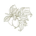 Engraving lemon on branch with leaves. Hand drawn whole lemon or lime growing on twig. Vintage design citrus fruit in