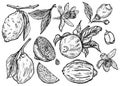 Engraving lemons set. Collections whole lemon, sliced, half, leaf, flowers and seed sketch