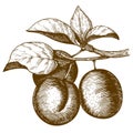 Engraving plum on the branch on white background