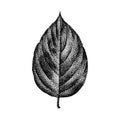 Engraving Poplar Leaf Hand Drawn Vector Illustration