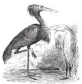 Engraving of a Reddish Egret ardea rufa or Egretta rufescens