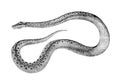 Engraving of a snake on a white background. Royalty Free Stock Photo