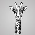 Engraving style giraffe head. African white animal in sketch style. Illustration. Royalty Free Stock Photo