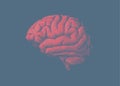 Engraving tint red brain on blue background Royalty Free Stock Photo