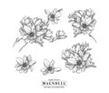 Engraving Vector Illustration Floral Botany Collection. Magnolia Flower. Hand drawn Botanical Vector Illustration. Line Art.