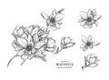 Engraving Vector Illustration Floral Botany Collection. Magnolia Flower. Hand drawn Botanical Vector Illustration. Line Art.