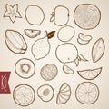 Engraving vintage hand drawn vector fruit food cit